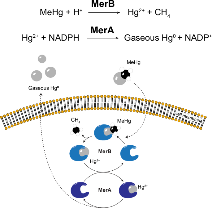 Methylmercury demethylation and volatilization by animals expressing microbial enzymes