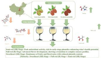 Impact of ripeness stages on the chemical and sensory profiles of jujube wine: An analysis of physicochemical parameters, antioxidant activity, and volatile compounds