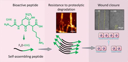 Nanoengineered Self-Assembling Peptides with Increased Proteolytic Stability Promote Wound Healing.