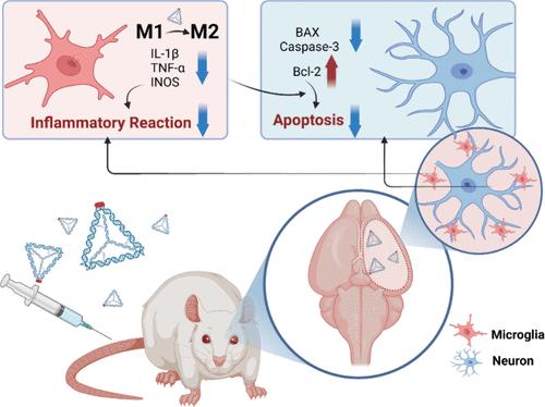 Tetrahedral Framework Nucleic Acid-Based Delivery System for miRNA-124 and Stroke-Homing Peptide: Targeted Therapy for Acute Ischemic Stroke