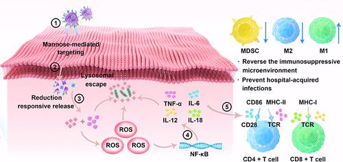 Engineered Nanovesicles for the Precise and Noninvasive Treatment of Deep Osteomyelitis Caused by MRSA Infection with Enhanced Immune Response