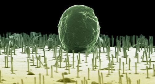 Lithography-Free Water Stable Conductive Polymer Nanowires