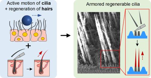 Armored Regenerable Cilia.
