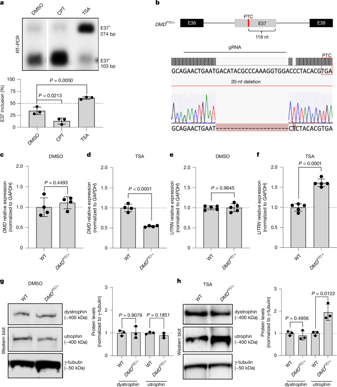 Transcriptional adaptation upregulates utrophin in Duchenne muscular dystrophy