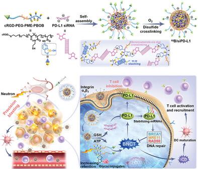 A PD-L1 siRNA-Loaded Boron Nanoparticle for Targeted Cancer Radiotherapy and Immunotherapy