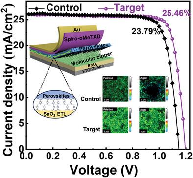 In situ Crosslinked Robust Molecular Zipper at the Buried Interface for Perovskite Photovoltaics