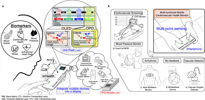 Multi-point sensing organic light-emitting diode display based mobile cardiovascular monitor