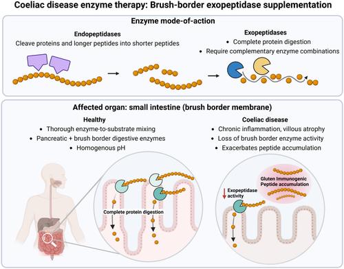 Review Article: Novel Enzyme Therapy Design for Gluten Peptide Digestion Through Exopeptidase Supplementation