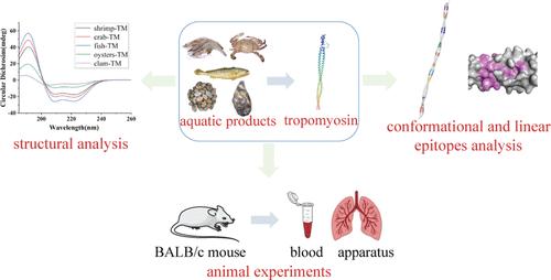 Study on the Allergenicity of Tropomyosin from Different Aquatic Products Based on Conformational and Linear Epitopes Analysis.