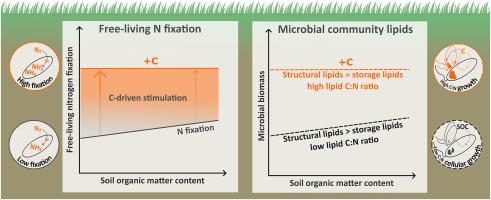 Bioavailable carbon additions to soil promote free-living nitrogen fixation and microbial biomass growth with N-free lipids