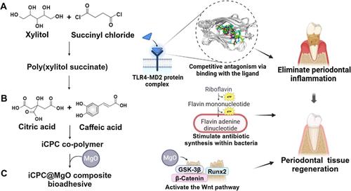 Multifunctional Injectable Bioadhesive with Toll-like Receptor 4 and Myeloid Differentiation Factor 2 Antagonistic Anti-inflammatory Potential for Periodontal Regeneration.