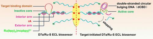 Electrochemiluminescence Biosensor Based on a Self-protected DNAzyme Walker with a Circular Bulging DNA Shield for MicroRNA Detection