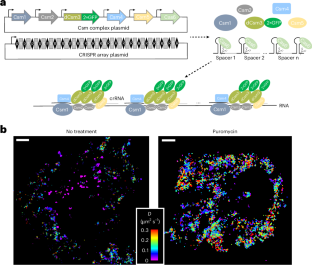 A ‘CRISPR’ way to visualize RNA in live cells