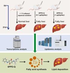 Low-Dose Tire Wear Chemical 6PPD-Q Exposure Elicit Fatty Liver via Promoting Fatty Acid Biosynthesis in ICR Mice