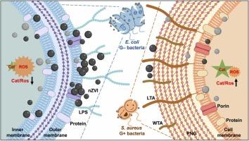 Differing envelope composition of Gram-negative and Gram-positive bacteria controls the adhesion and bactericidal performance of nanoscale zero-valent iron
