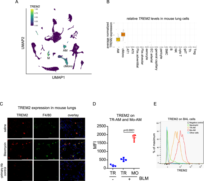 TREM2 promotes lung fibrosis via controlling alveolar macrophage survival and pro-fibrotic activity