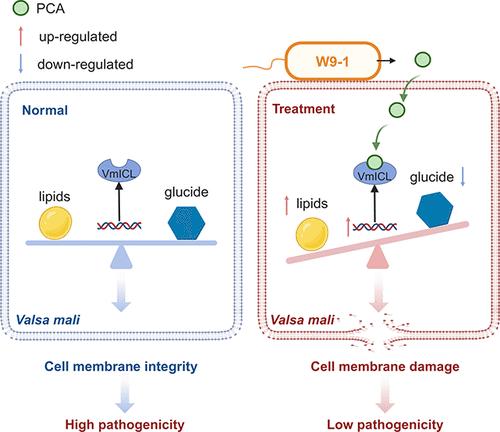 Phenazine-1-carboxylic Acid Has a Broad-Spectrum Antifungal Effect by Targeting Isocitrate Lyase
