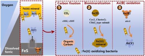 New insights into efficient iron sulfide oxidation for arsenic immobilization by microaerophilic and acidophilic Fe(II)-oxidizing bacteria under micro-oxygen and acidic conditions