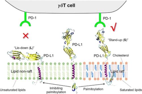 Palmitoylation of PD-L1 Regulates Its Membrane Orientation and Immune Evasion.