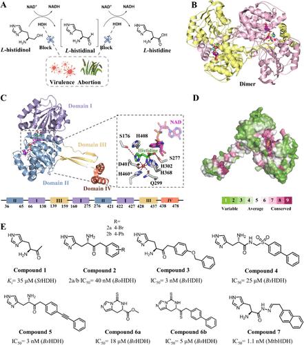 l-Histidinol Dehydrogenase (HDH) Represents a Potential Molecular Target of Herbicides, Bactericides, and Fungicides.