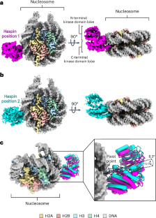 Haspin kinase binds to a nucleosomal DNA supergroove