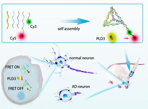 FRET Nanosensor Based on DNA Tetrahedron for Visualizing PLD3 Fluctuation in Mouse Models of Alzheimer’s Disease