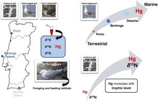 The role of seabird foraging strategies on the uptake of mercury: a case study using gulls and shearwaters from the Portuguese coast