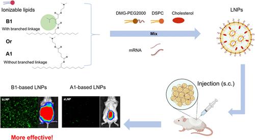 Ionizable Lipids with Branched Linkers Enhance the Delivery of mRNA Vaccines