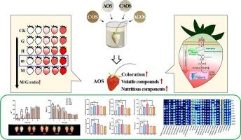 Comparative analysis of marine oligosaccharides on strawberry quality formation: The mechanism of mannuronate oligosaccharides which obtained by screening to promote coloration