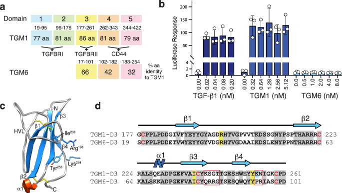 TGM6 is a helminth secretory product that mimics TGF-β binding to TGFBR2 to antagonize signaling in fibroblasts