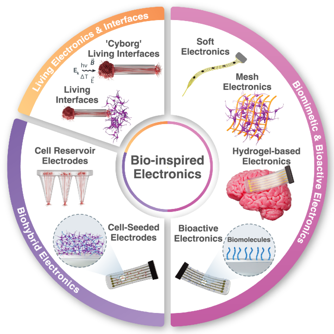 Bio-inspired electronics: Soft, biohybrid, and “living” neural interfaces