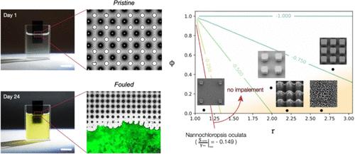 Design of Antibiofouling Lubricant-Impregnated Surfaces Robust to Cell-Growth-Induced Instability