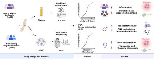 Transcriptome alterations in long-term mining region residents: Insights into immune response and molecular pathways