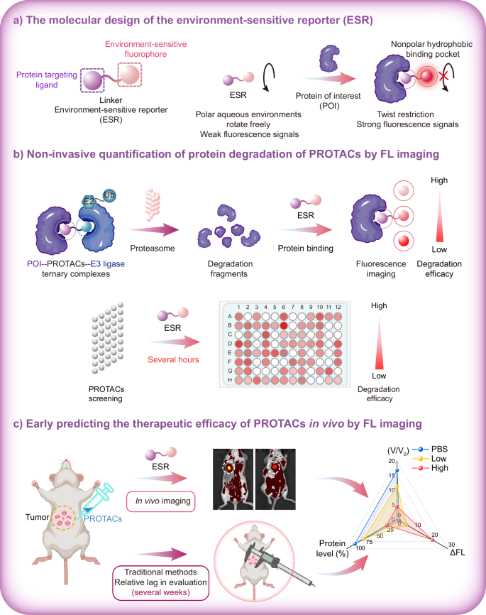 Non-invasive in vivo monitoring of PROTAC-mediated protein degradation using an environment-sensitive reporter