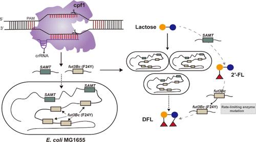 Multidimensional Engineering of Escherichia coli MG1655 for the Efficient Biosynthesis of Difucosyllactose