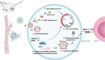 YTHDF1-targeting nanoassembly reverses tumoral immune evasion through epigenetics and cell cycle modulation