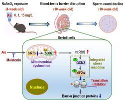 Mitochondrial ROS-associated integrated stress response is involved in arsenic-induced blood-testis barrier disruption and protective effect of melatonin