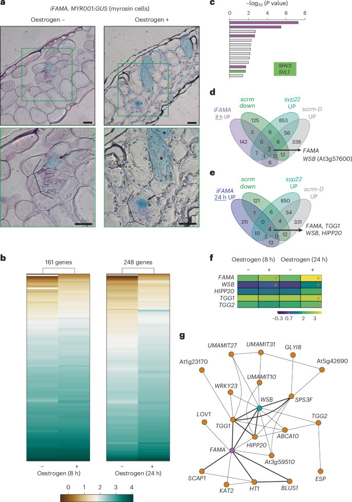 Co-option and neofunctionalization of stomatal executors for defence against herbivores in Brassicales