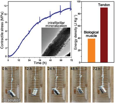 Efficient Chemo-Mechanical Actuator Driven by Generation of Prestress via Glycosaminoglycans Accelerating Intrafibrillar Mineralization of Calcium Carbonate