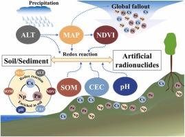 Environmental correlates of the distribution characteristics of artificial radionuclides (137Cs, 239+240Pu, 237Np) in the northeast China