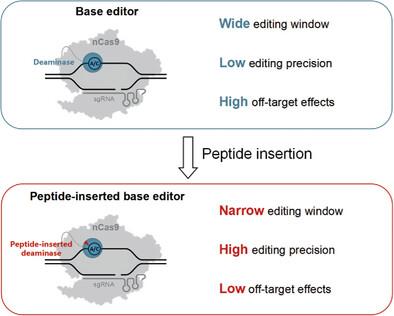 Engineering of Peptide-Inserted Base Editors with Enhanced Accuracy and Security