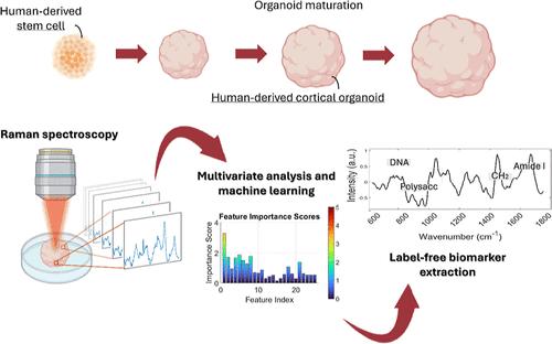 Label-Free Detection of Biochemical Changes during Cortical Organoid Maturation via Raman Spectroscopy and Machine Learning