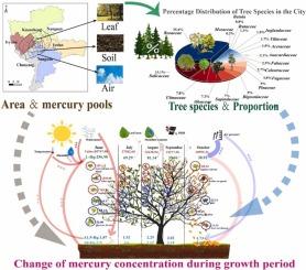 Mercury accumulation in urban forest leaves: Dynamics, driving factors, and potential economic value