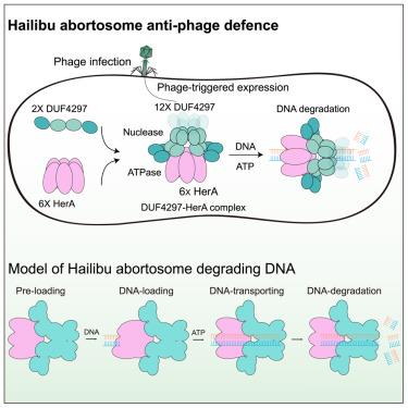 DUF4297 and HerA form abortosome to mediate bacterial immunity against phage infection