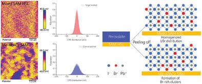 Contact Potential Homogenization via Buried Interface Engineering Enables High-Performance Wide-Bandgap Perovskite Photovoltaics