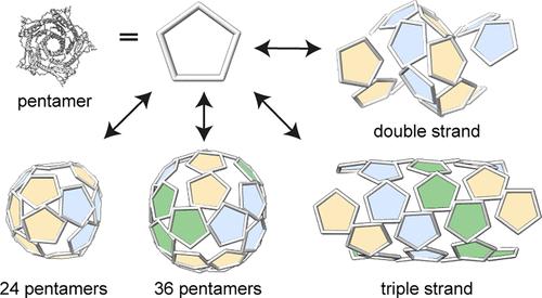 Dynamic Assembly of Pentamer-Based Protein Nanotubes