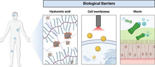 Micro- and Nanomotors: Engineered Tools for Targeted and Efficient Biomedicine