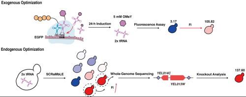 Exogenous and endogenous optimization for efficient nonconical amino acids incorporation in Saccharomyces cerevisiae