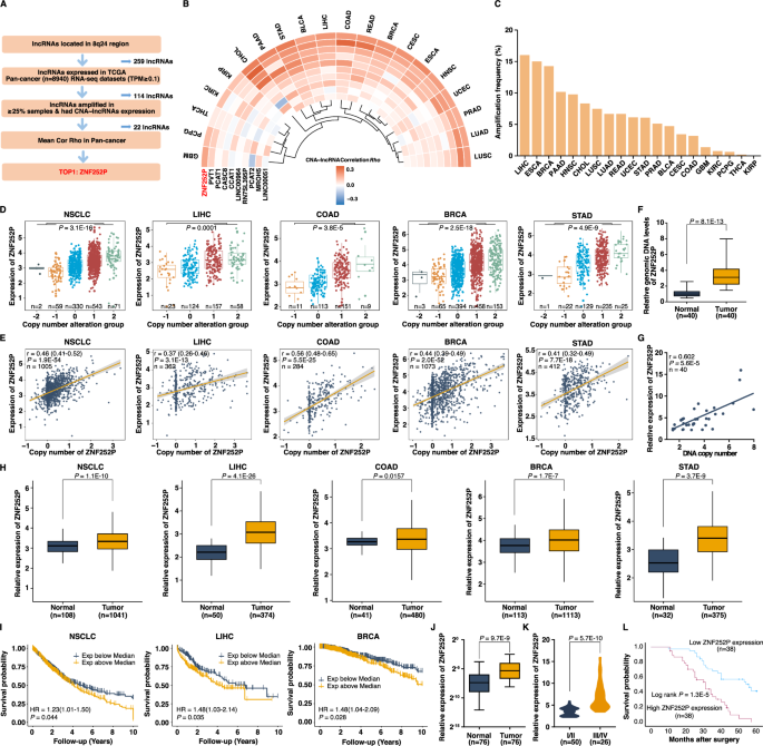 8q24 derived ZNF252P promotes tumorigenesis by driving phase separation to activate c-Myc mediated feedback loop