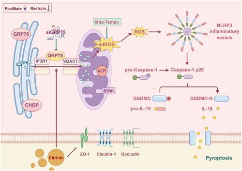 Citrinin-Induced Intestinal Onset of Pyroptosis via the IP3R1–GRP75–VDAC1 Complex-Mediated Mitochondrial Oxidative Stress